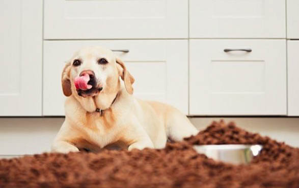 狗狗为什么会吃土呢