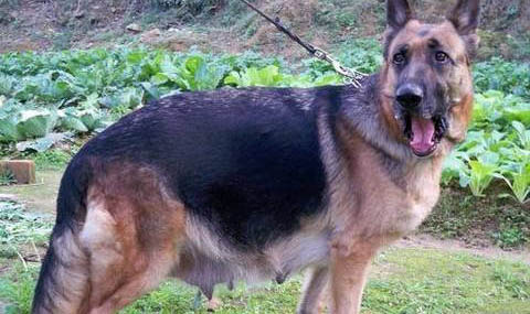 苏格兰牧羊犬拉肚子不吃饭怎么办