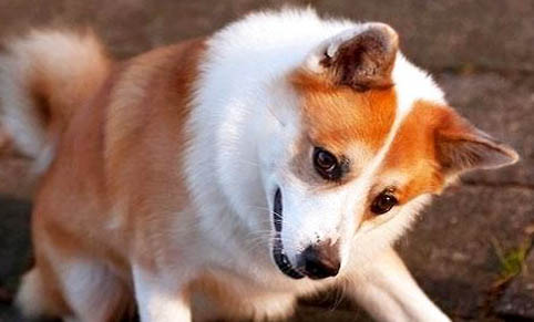 狗狗患了犬瘟热的症状以及治疗方法