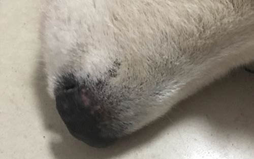 狗狗吃甜食的害处