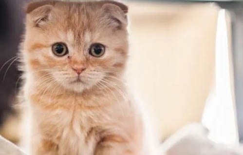 猫咪脓皮症怎么办