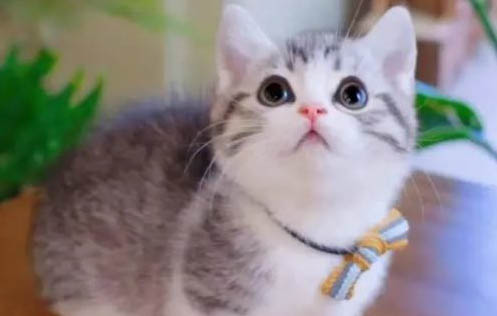 如何训练曼基康猫打滚