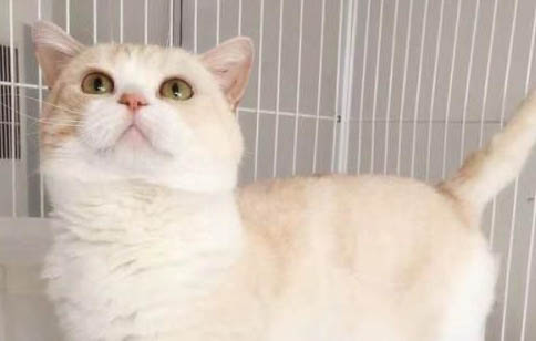 怎样分辨公猫母猫