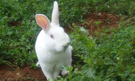 小兔子一顿需要喂多少菜叶？