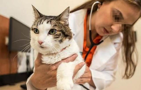 猫咪会跳窗户吗