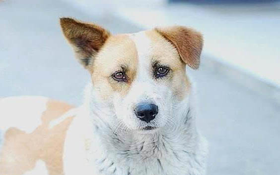 狗狗感染狂犬病有哪些表现