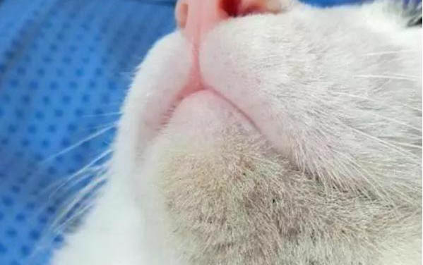 猫咪踩奶为什么还舔
