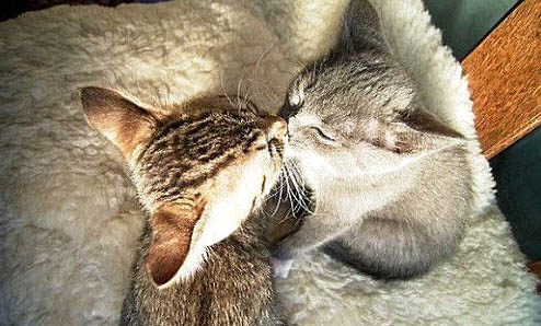 宠物猫死了怎么处理好