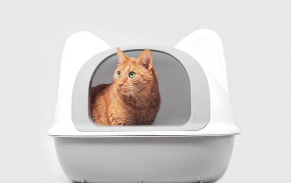 公猫绝育要多久?猫为什么要绝育呢