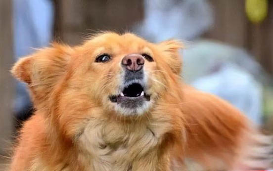 狗狗眼睛红血丝