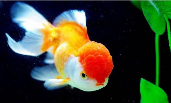 怎么判断金鱼是缺氧还是饿了
