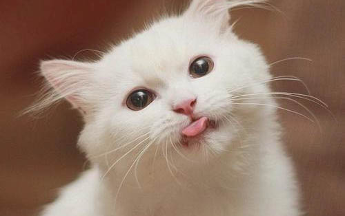 小猫肝炎胰腺炎怎么办?