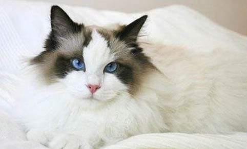 如何才能防止猫掉毛
