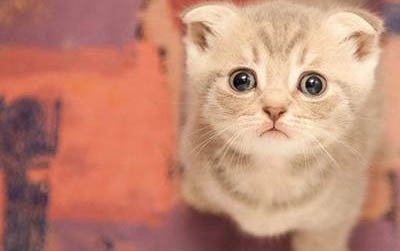 小猫眼睛分泌物多是什么原因