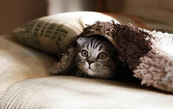 猫咪死后不能买卖的原因