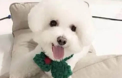比熊和泰迪哪个好