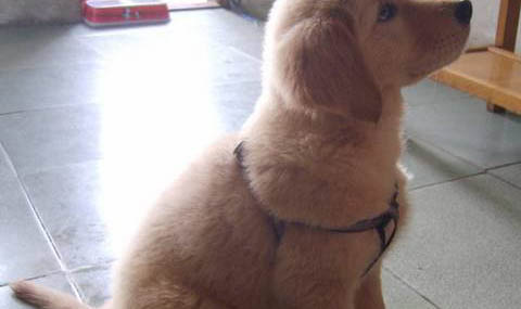 为什么不能打金毛幼犬