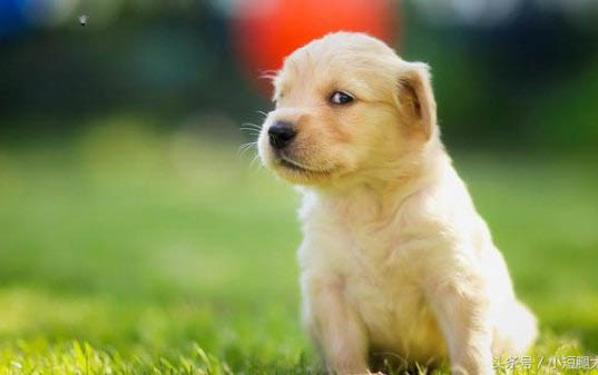 金毛犬怎么看纯不纯