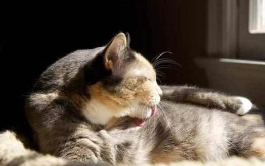 猫咪经常呕吐食物的原因及处理方法