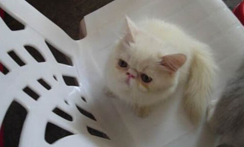怎么去除猫尿骚味