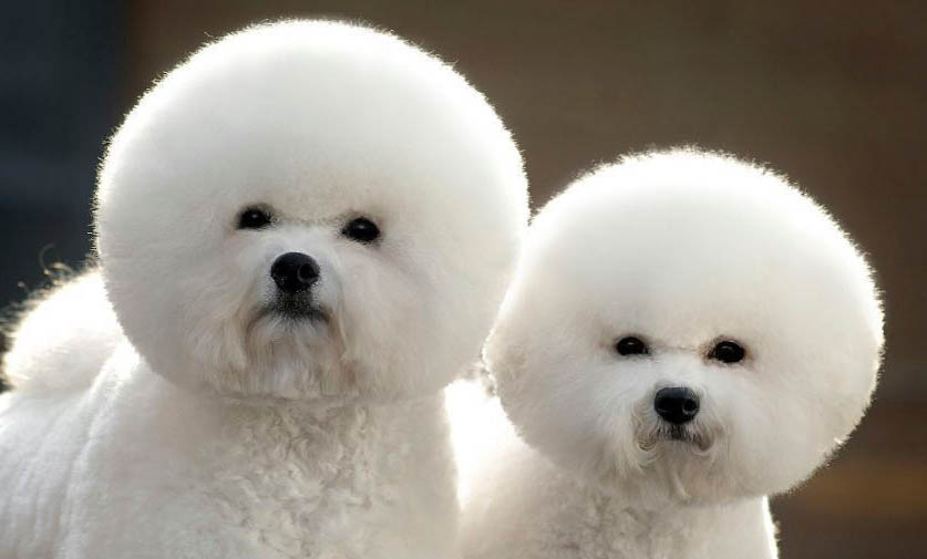 比熊犬和泰迪哪个贵