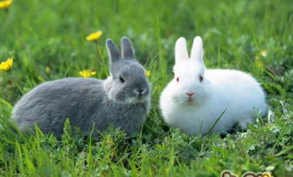 母兔子隔多久发情一次？