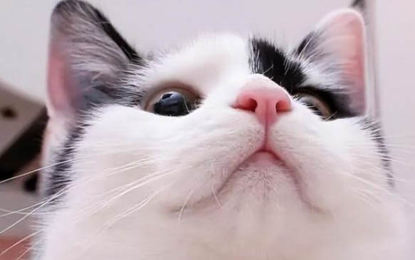 猫能吃香蕉么