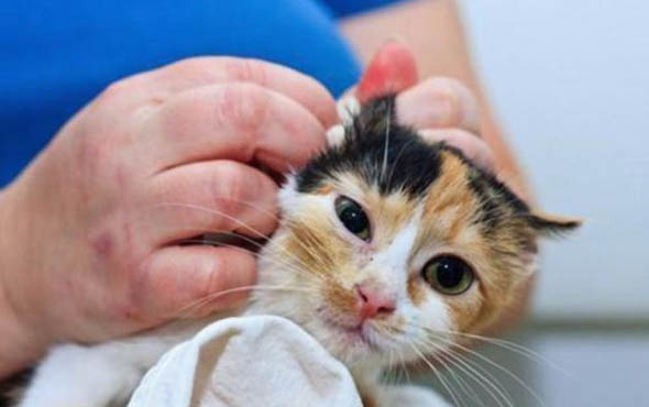 小猫吃面包吗