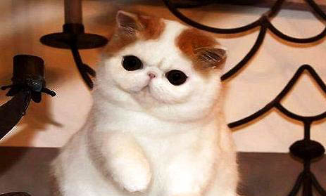 养猫和养狗哪个省钱