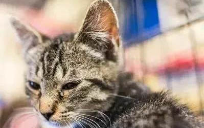 猫的听力是人类的几倍?
