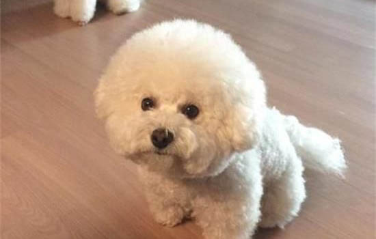 比熊中耳炎治疗方法
