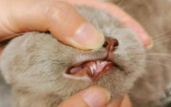 猫咪多久睁眼，睁开眼睛后多久会走路