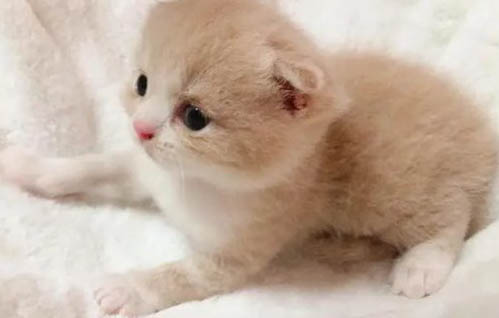 如何避免猫藓扩散?