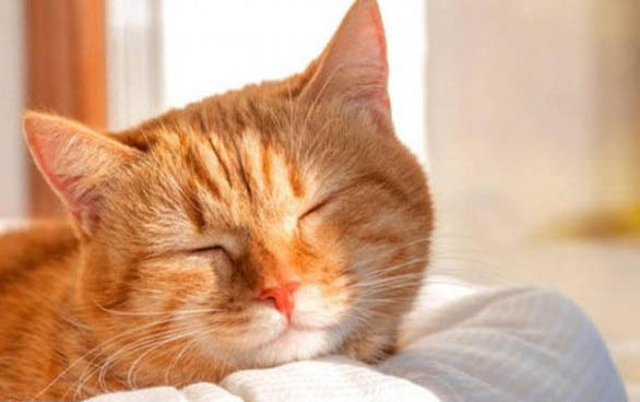 宠物猫：猫咪流黄眼屎的原因及处理方法