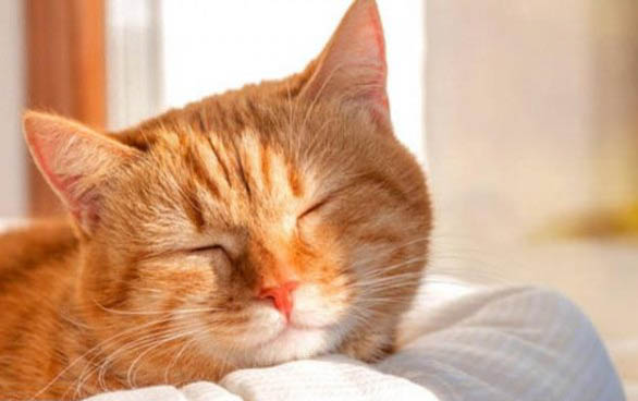 猫咪脖子上掉了一块毛有结痂怎么回事