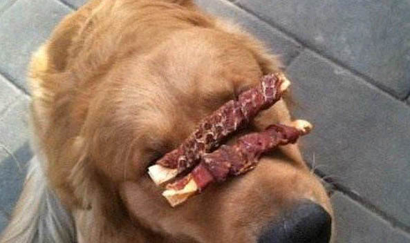 狗狗可以经常体外驱虫吗