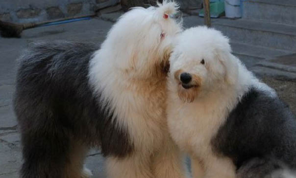 英国古代牧羊犬价格?古牧饲养注意事项有哪些?