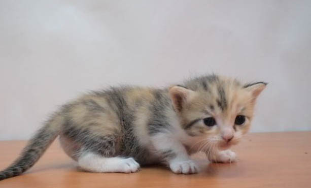 猫三体炎怎么治疗?