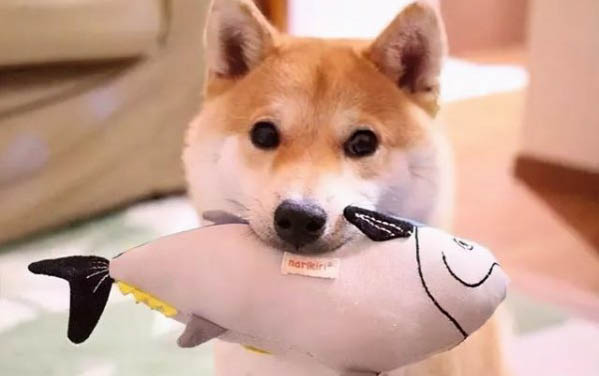土狗的寿命有多长