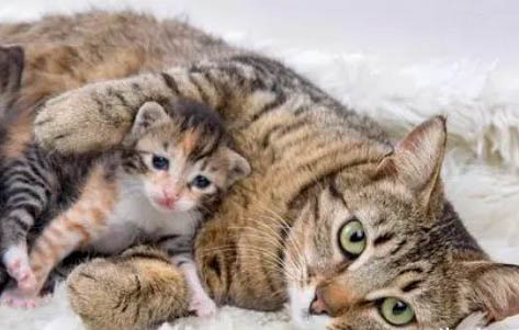 怎么能让母猫不怀孕