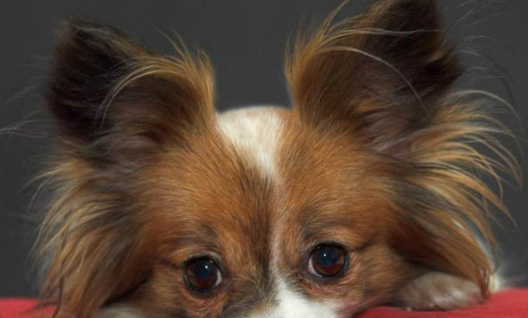 蝴蝶犬好养吗