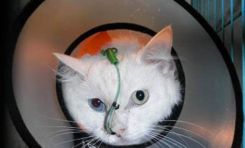 猫咪突然掉了一大块毛咋回事