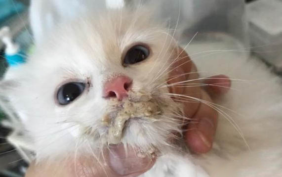 小猫幼猫多大能吃猫粮