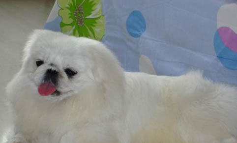 北京犬眼睛红血丝的原因及处理方法