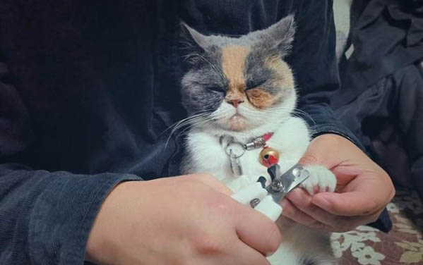 猫咪鼻子有黑点是什么原因