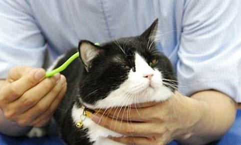 猫去宠物医院会被传染上病吗