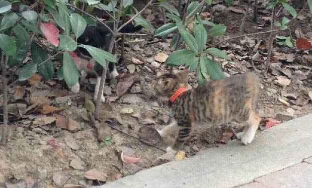 猫咪为什么蜷着睡