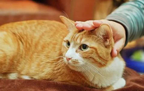 猫咪怀孕多久能看出来呢