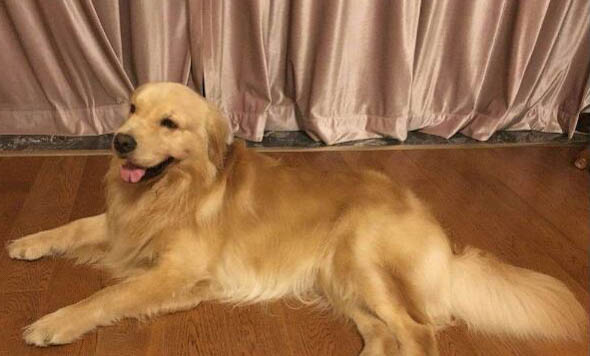 狗狗细小病毒能治愈吗