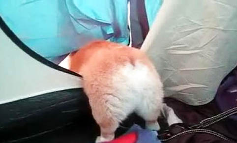 柯基和柴犬哪个好养?